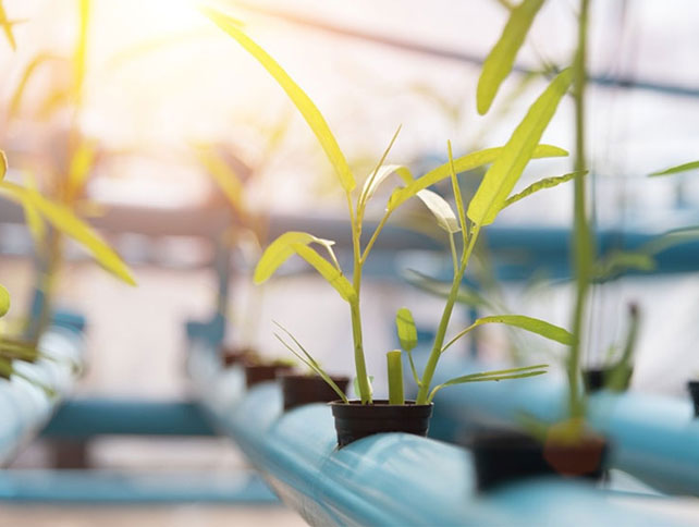 الأشعة فوق البنفسجية يمكن أن تساعد النباتات تنمو